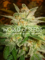 Star 47 – World of Seeds – Feminisiert