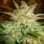 Star 47 – World of Seeds – Feminisiert
