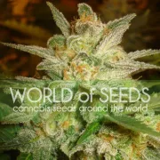 Star 47 – World of Seeds – Feminisiert
