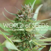 Strawberry blue – World of Seeds – Feminisiert