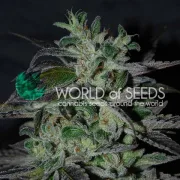 Strawberry blue – World of Seeds – Feminisiert