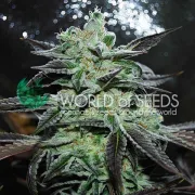 Strawberry blue – World of Seeds – Feminisiert