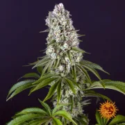 Tropicanna Banana