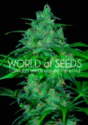 Wild Thailand – World of Seeds – Feminisiert