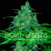Wild Thailand – World of Seeds – Feminisiert