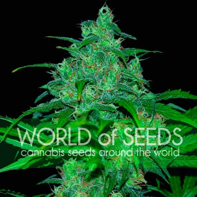 Wild Thailand – World of Seeds – Feminisiert