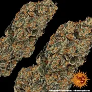 Watermelon Zkittlez