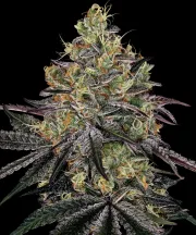 Watermelon Zkittlez