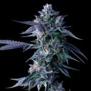 DNA Genetics Chocolope – DNA Genetics – Feminisiert