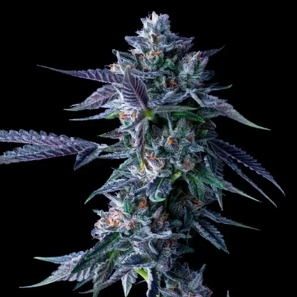 DNA Genetics Chocolope – DNA Genetics – Feminisiert