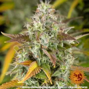 Watermelon Zkittlez Auto