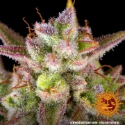 Wedding Cake Auto – Barneys Farm – Autoflowering