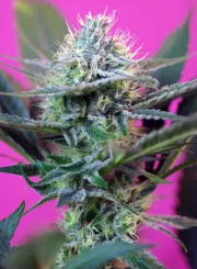 + SPEED – Sweet Seeds – Autoflowering
