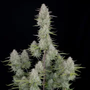 Wedding Cheesecake Auto – FastBuds – Autoflowering