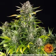 Strawberry Cheesecake Auto