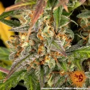 Amnesia Haze Auto
