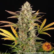 Amnesia Haze Auto
