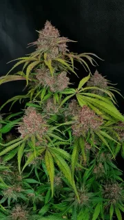 Gorilla Punch Auto