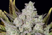 Gorilla Cookies Auto