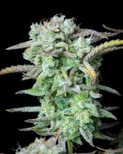 Strawberry Banana Auto – FastBuds – Autoflowering
