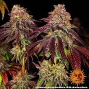 MIMOSA X ORANGE PUNCH AUTO – Barneys Farm – Autoflowering