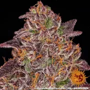MIMOSA X ORANGE PUNCH AUTO