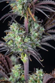 Mimosa Cake Auto