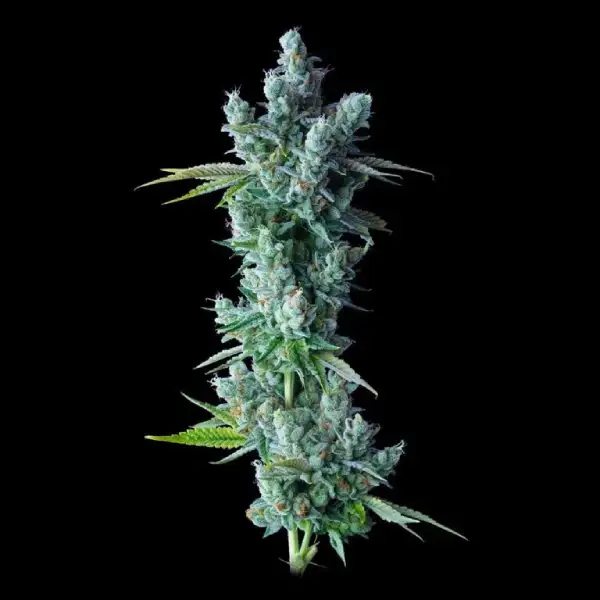 Kosher Dawg – DNA Genetics – Feminisiert