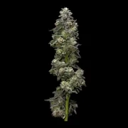 Bakers Delight – DNA Genetics – Feminisiert