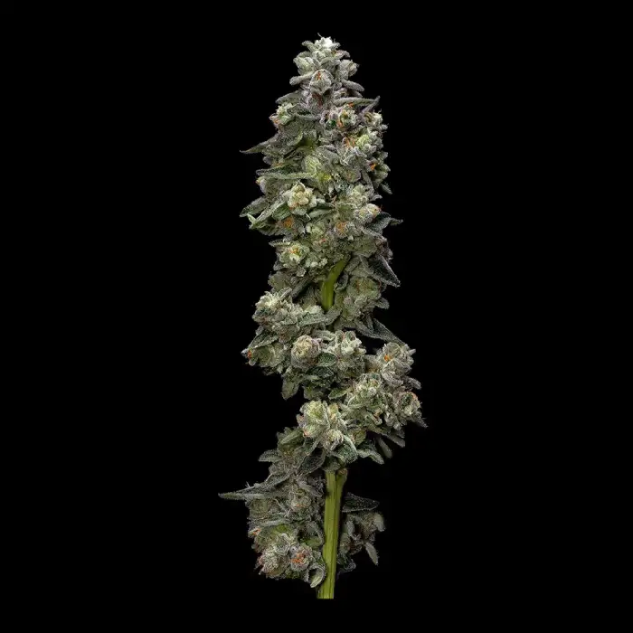 Bakers Delight – DNA Genetics – Feminisiert