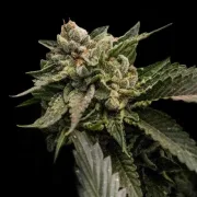 Strawberry Sorbet – DNA Genetics – Feminisiert
