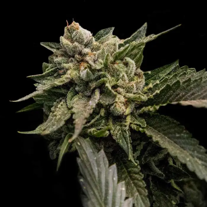 Strawberry Sorbet – DNA Genetics – Feminisiert