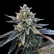 Gelato Sorbet – DNA Genetics – Feminisiert