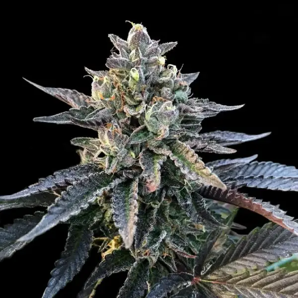 Gelato Sorbet – DNA Genetics – Feminisiert