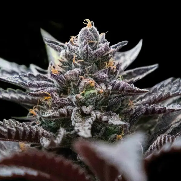 Double Stuffed Sorbet – DNA Genetics – Feminisiert