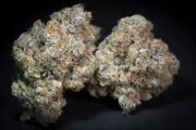 Caramba – Paradise Seeds – Feminisiert