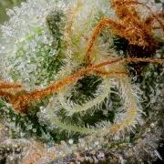 Caramba – Paradise Seeds – Feminisiert