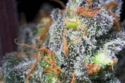 Caramba – Paradise Seeds – Feminisiert