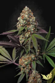 Caramba – Paradise Seeds – Feminisiert
