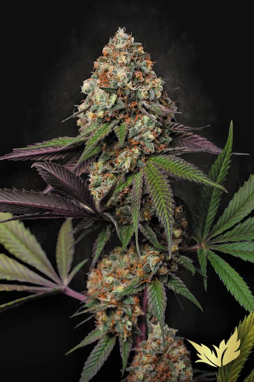 Caramba – Paradise Seeds – Feminisiert