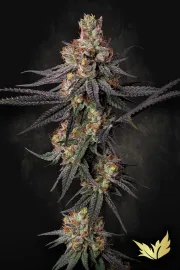 Gulupa – Paradise Seeds – Feminisiert