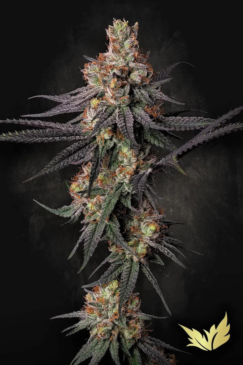 Gulupa – Paradise Seeds – Feminisiert