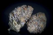 Gulupa – Paradise Seeds – Feminisiert