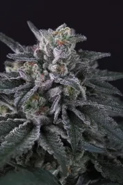 Gulupa – Paradise Seeds – Feminisiert