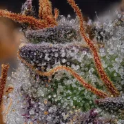 Gulupa – Paradise Seeds – Feminisiert