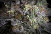 Gulupa – Paradise Seeds – Feminisiert