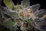 Sweetopia – Paradise Seeds – Feminisiert