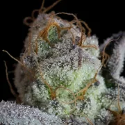 Sweetopia – Paradise Seeds – Feminisiert