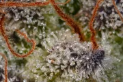 Sweetopia – Paradise Seeds – Feminisiert