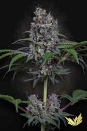 Sweetopia – Paradise Seeds – Feminisiert